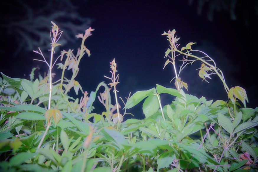 夜醉春风的远方028